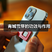 青城雪芽的功效与作用（图4）