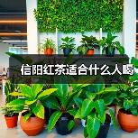 信阳红茶适合什么人喝（图3）