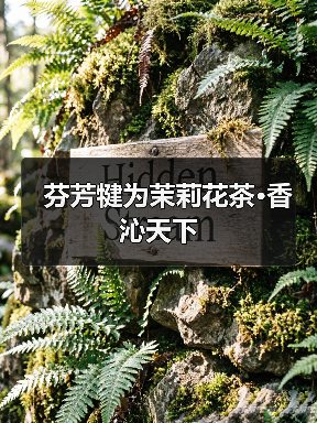 芬芳犍为茉莉花茶·香沁天下(图1) 芬芳犍为茉莉花茶·香沁天下(图1)