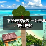 下关云瑞景迈 一叶千年,双生奇韵(图3) 下关云瑞景迈 一叶千年,双生奇韵(图3)