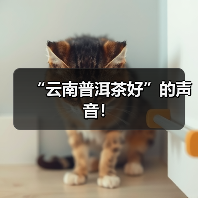 “云南普洱茶好”的声音!(图3) “云南普洱茶好”的声音!(图3)