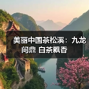 美丽中国茶松溪:九龙问鼎 白茶飘香(图1) 美丽中国茶松溪:九龙问鼎 白茶飘香(图1)