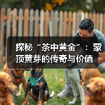 探秘“茶中黄金”：蒙顶黄芽的传奇与价值（图3）