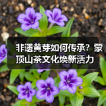 非遗黄芽如何传承？蒙顶山茶文化焕新活力（图1）