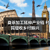 夏茶加工延伸产业链 村民增收乡村振兴（图1）