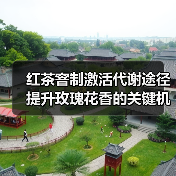 红茶窨制激活代谢途径提升玫瑰花香的关键机制解析(图4) 红茶窨制激活代谢途径提升玫瑰花香的关键机制解析(图4)