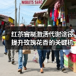 红茶窨制激活代谢途径提升玫瑰花香的关键机制解析(图2) 红茶窨制激活代谢途径提升玫瑰花香的关键机制解析(图2)