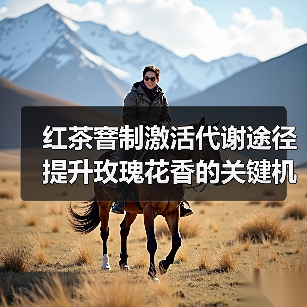 红茶窨制激活代谢途径提升玫瑰花香的关键机制解析(图3) 红茶窨制激活代谢途径提升玫瑰花香的关键机制解析(图3)