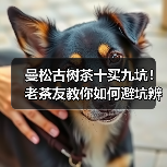 曼松古树茶十买九坑!老茶友教你如何避坑辨别真假(图3) 曼松古树茶十买九坑!老茶友教你如何避坑辨别真假(图3)