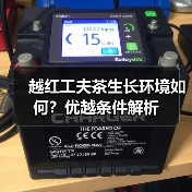 越红工夫茶生长环境如何?优越条件解析(图3) 越红工夫茶生长环境如何?优越条件解析(图3)