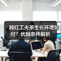越红工夫茶生长环境如何?优越条件解析(图1) 越红工夫茶生长环境如何?优越条件解析(图1)