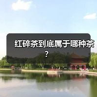 红碎茶到底属于哪种茶？（图1）