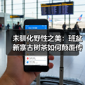 未驯化野性之美：班盆新寨古树茶如何颠覆传统品饮体验？（图2）
