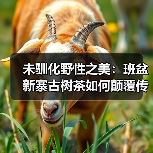 未驯化野性之美：班盆新寨古树茶如何颠覆传统品饮体验？（图4）