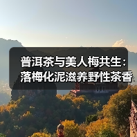普洱茶与美人梅共生：落梅化泥滋养野性茶香（图2）