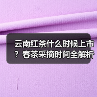 云南红茶什么时候上市？春茶采摘时间全解析（图2）
