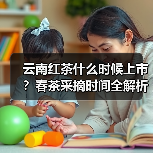 云南红茶什么时候上市？春茶采摘时间全解析（图3）