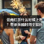 云南红茶什么时候上市？春茶采摘时间全解析（图1）