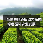 畜禽粪肥还田助力茶园绿色循环农业发展（图3）