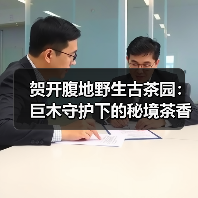 贺开腹地野生古茶园：巨木守护下的秘境茶香（图3）