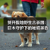 贺开腹地野生古茶园：巨木守护下的秘境茶香（图1）