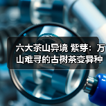 六大茶山异境 紫芽:万山难寻的古树茶变异种(图2) 六大茶山异境 紫芽:万山难寻的古树茶变异种(图2)