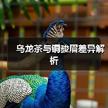 乌龙茶与铜骏眉差异解析（图1）