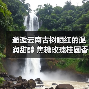 邂逅云南古树晒红的温润甜醇 焦糖玫瑰桂圆香气层层绽放(图2) 邂逅云南古树晒红的温润甜醇 焦糖玫瑰桂圆香气层层绽放(图2)