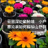 云雾深处藏秘境:小户赛沱茶如何解锁山野醇香?(图1) 云雾深处藏秘境:小户赛沱茶如何解锁山野醇香?(图1)