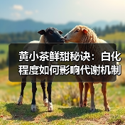 黄小茶鲜甜秘诀:白化程度如何影响代谢机制?(图4) 黄小茶鲜甜秘诀:白化程度如何影响代谢机制?(图4)
