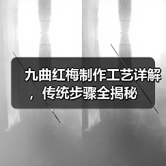 九曲红梅制作工艺详解,传统步骤全揭秘(图1) 九曲红梅制作工艺详解,传统步骤全揭秘(图1)
