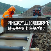 湖北茶产业加速国际化 楚天好茶出海新路径(图3) 湖北茶产业加速国际化 楚天好茶出海新路径(图3)
