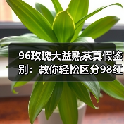 96玫瑰大益熟茶真假鉴别：教你轻松区分98红大益冒充（图1）