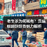 老生茶为何稀有？贡瑞麒麟饼烟香魅力解析（图2）