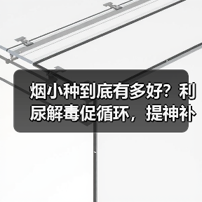 烟小种到底有多好?利尿解毒促循环,提神补气效果显著(图2) 烟小种到底有多好?利尿解毒促循环,提神补气效果显著(图2)