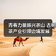 青春力量振兴茶山 古树茶产业引领边境发展(图1) 青春力量振兴茶山 古树茶产业引领边境发展(图1)