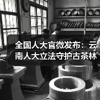 全国人大官微发布:云南人大立法守护古茶林千年茶韵(图3) 全国人大官微发布:云南人大立法守护古茶林千年茶韵(图3)