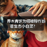 乔木青饼为何被称作班章生态小白菜？（图1）
