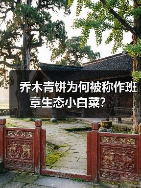 乔木青饼为何被称作班章生态小白菜？（图4）