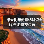 绿大树年份暗记辨识全解析 老茶友必看（图1）