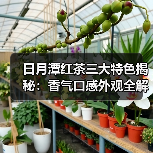 日月潭红茶三大特色揭秘：香气口感外观全解析（图2）