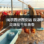 闽茶西进西安站 双源联动焕发千年茶香（图4）