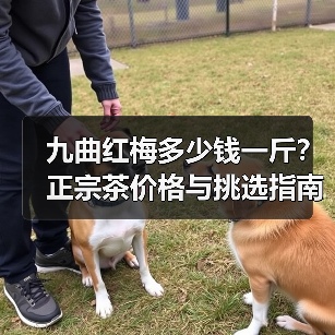九曲红梅多少钱一斤？正宗茶价格与挑选指南（图2）