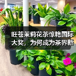旺苍茉莉花茶惊艳国际大奖，为何成为茶界新标杆？（图2）