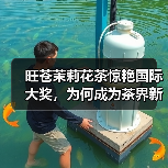 旺苍茉莉花茶惊艳国际大奖，为何成为茶界新标杆？（图4）