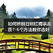如何辨别日照红梅茶品质？6个方法教你选好茶（图4）