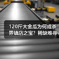 120斤大金瓜为何成茶界镇店之宝？稀缺难寻的神秘原因（图1）