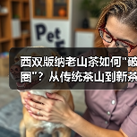 西双版纳老山茶如何