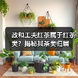 政和工夫红茶属于红茶类？揭秘其茶类归属（图4）