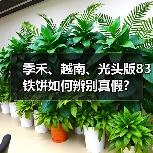 季禾、越南、光头版83铁饼如何辨别真假？（图1）